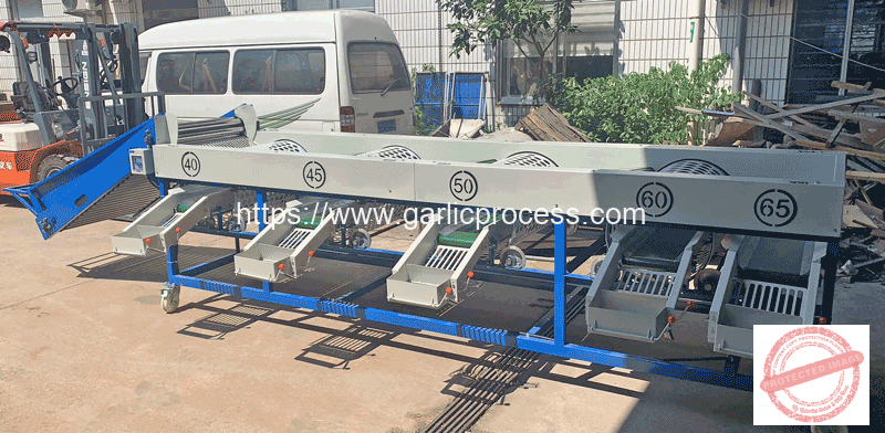 Automatic-Garlic-Size-Grading-Machine-for-Ukraine-Customer